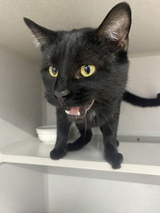 Walnut, an adoptable Domestic Short Hair in De Soto, IA, 50069 | Photo Image 2