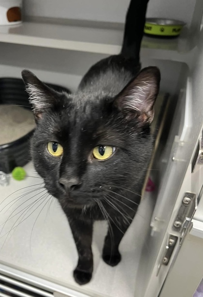 Walnut, an adoptable Domestic Short Hair in De Soto, IA, 50069 | Photo Image 3