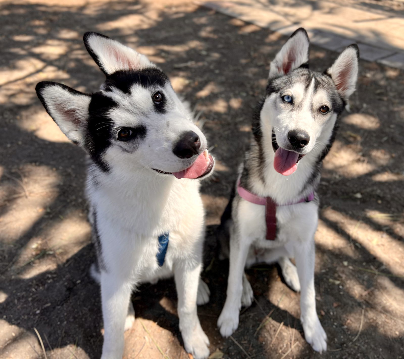 Indy and Liberty