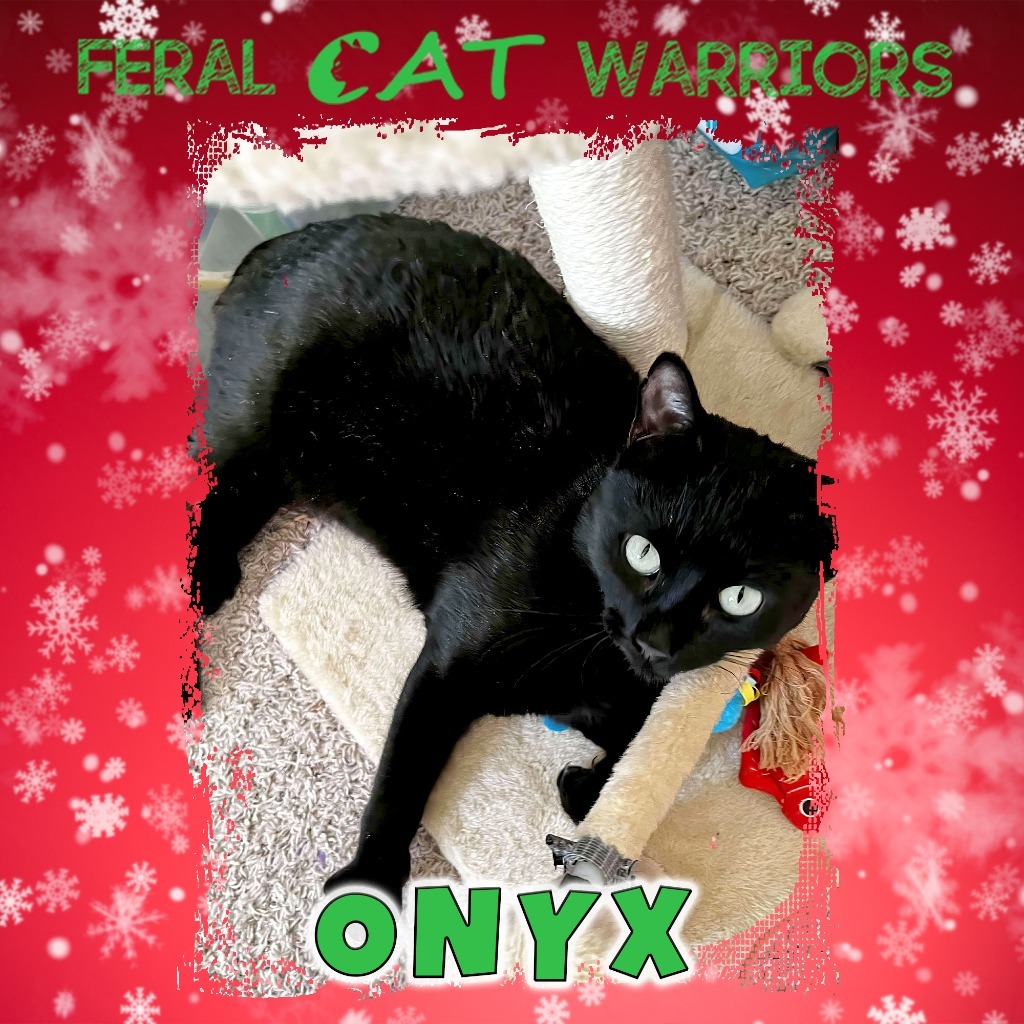 Onyx KA, an adoptable Domestic Short Hair in Kingman, AZ, 86401 | Photo Image 1