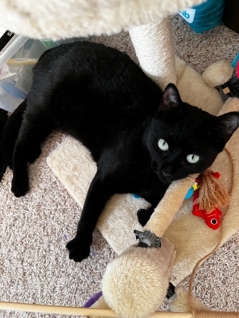 Onyx KA, an adoptable Domestic Short Hair in Kingman, AZ, 86401 | Photo Image 2