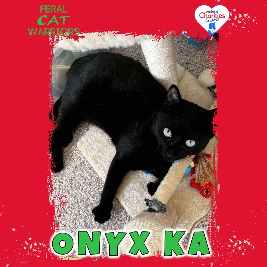 Onyx KA, an adoptable Domestic Short Hair in Kingman, AZ, 86401 | Photo Image 3