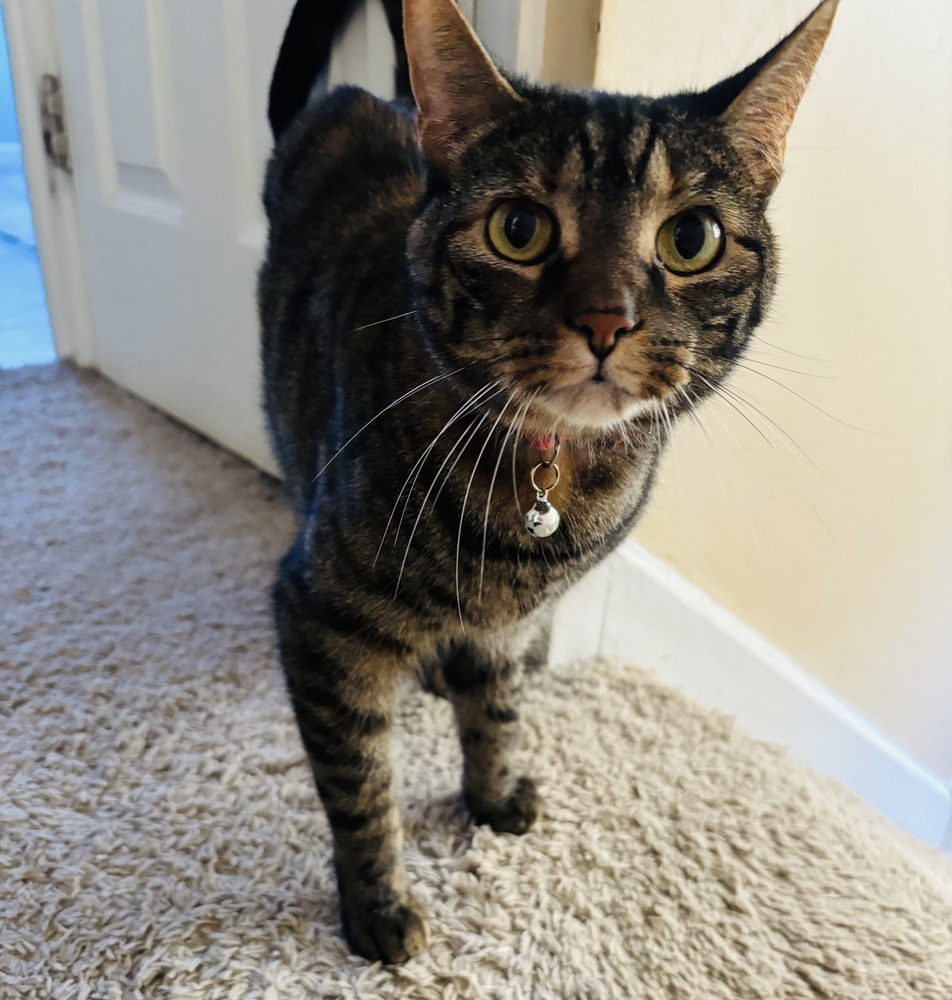Peanut