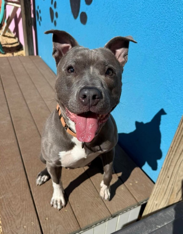 Nyla