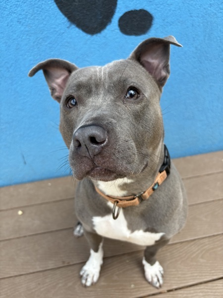 Nyla