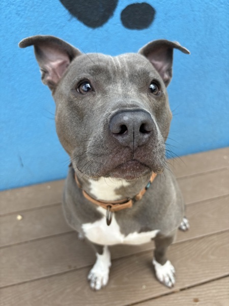 Nyla