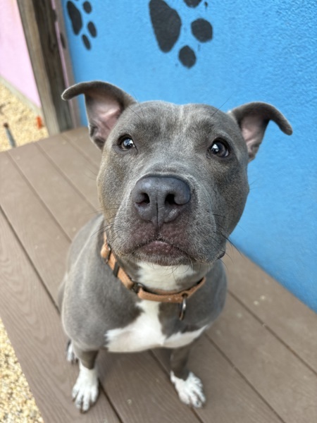 Nyla