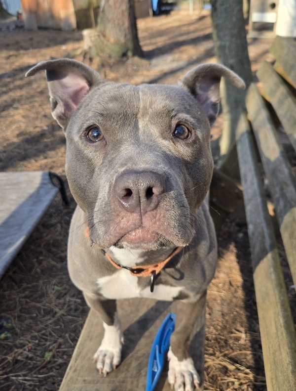 Nyla