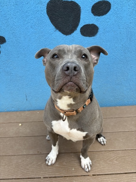 Nyla