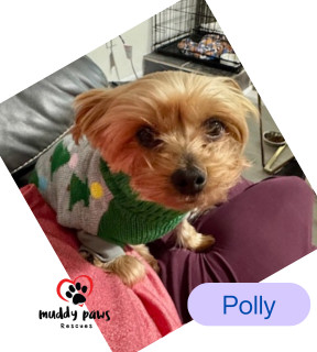 Polly - Adoption Pending