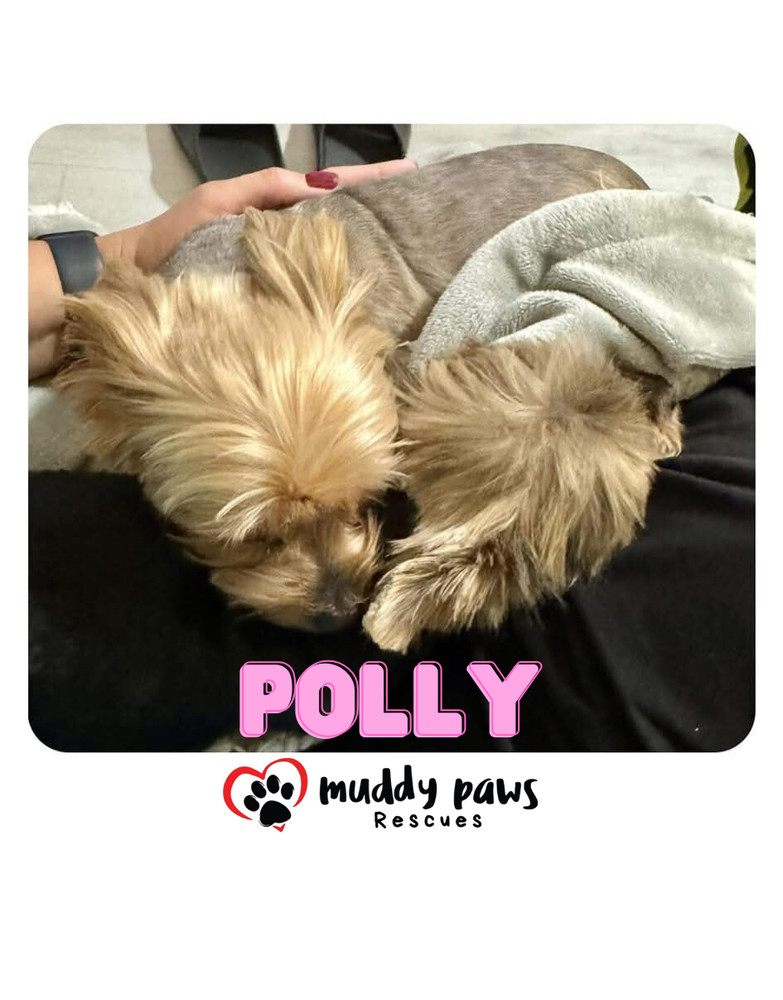 Polly - Adoption Pending