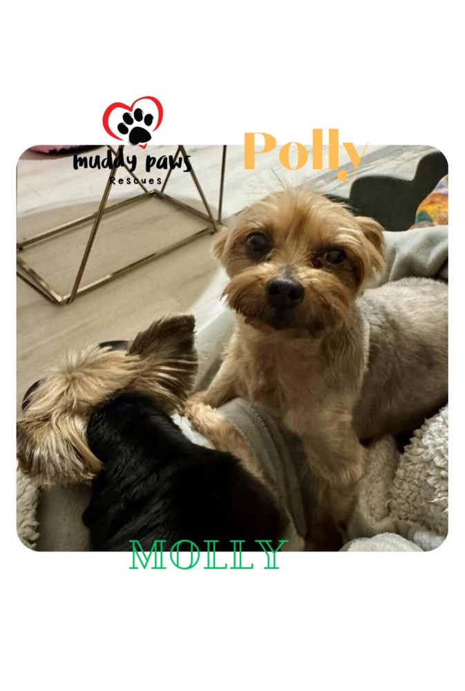 Polly - Adoption Pending