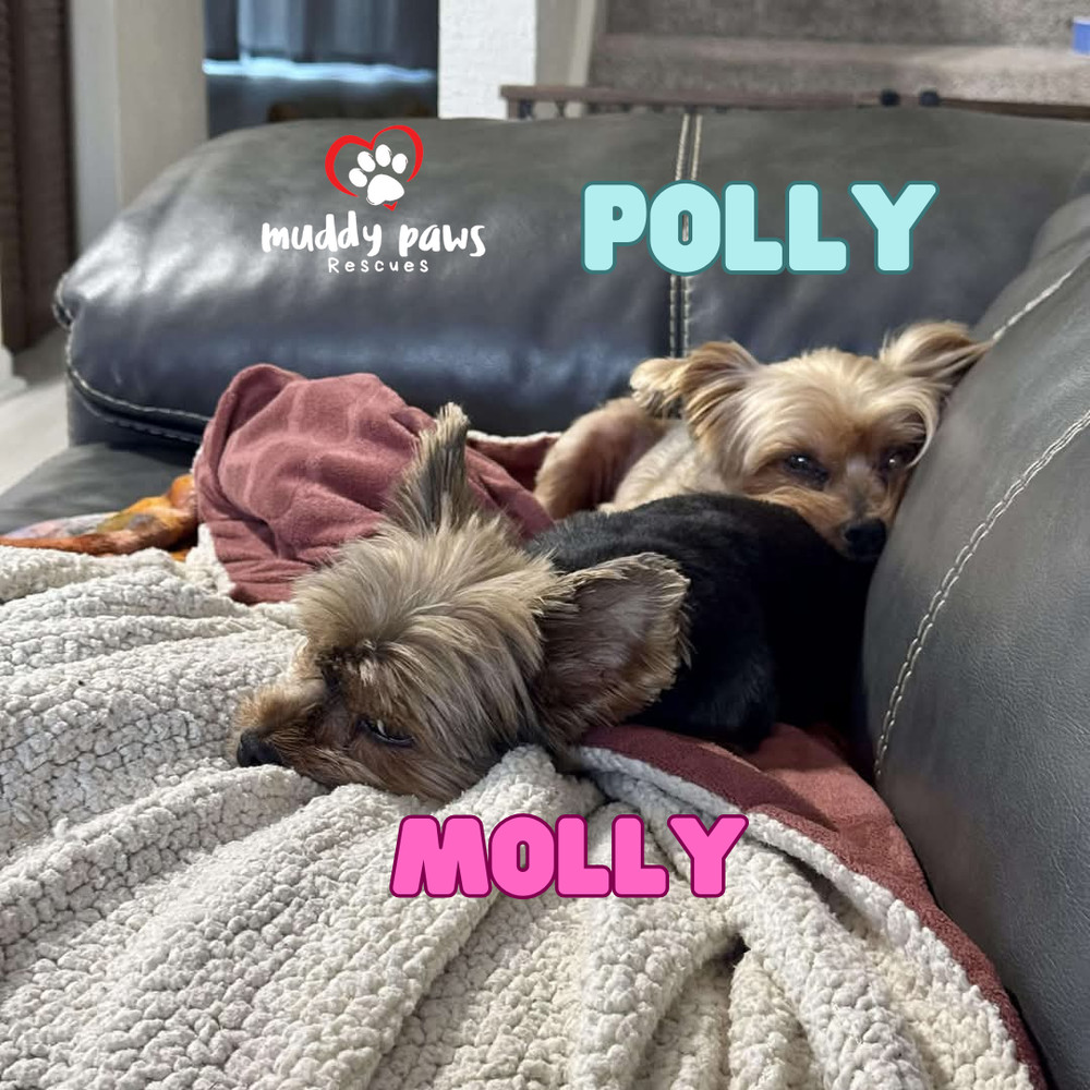 Molly - Adoption Pending