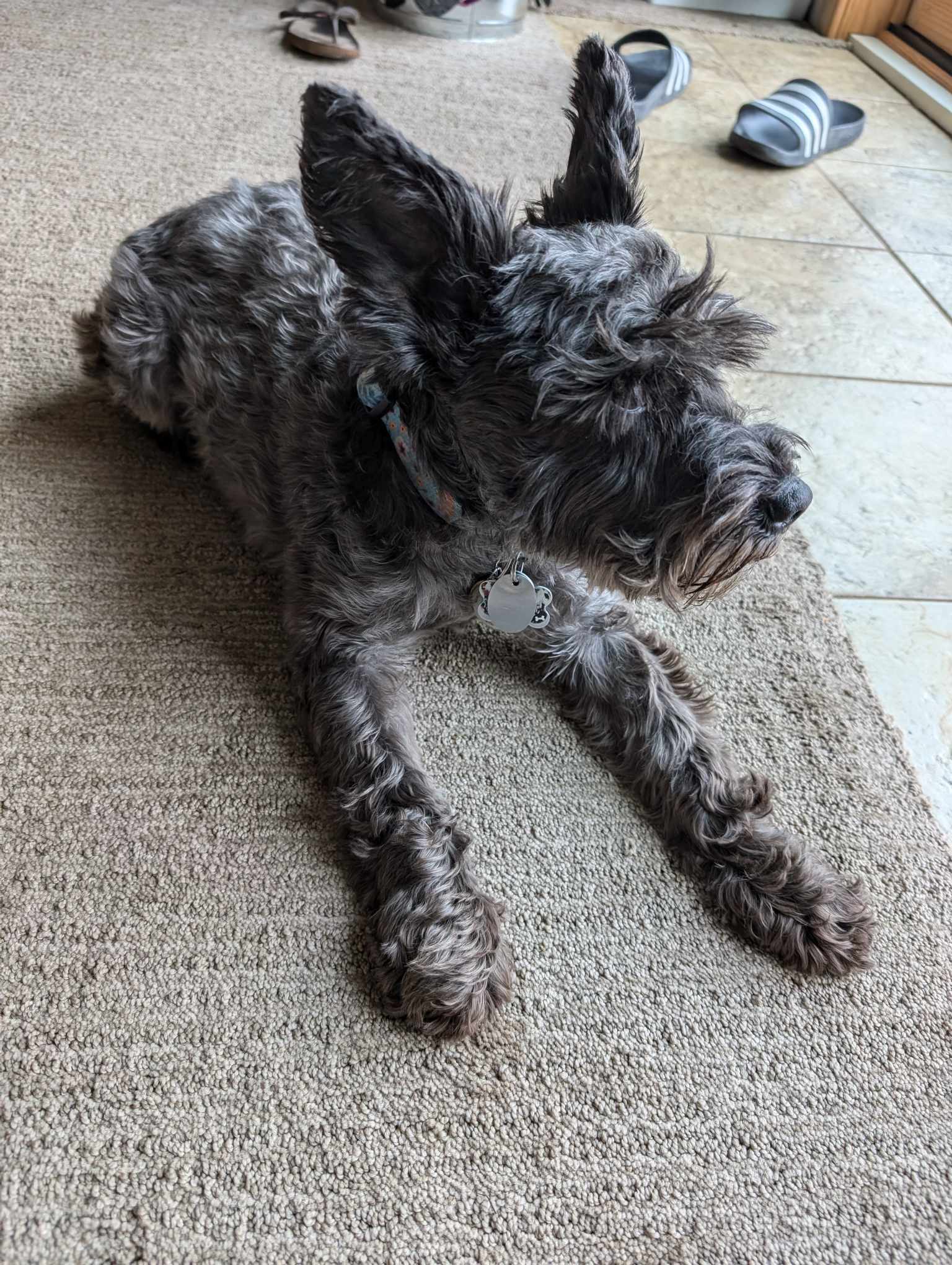 Isabella S, an adoptable Schnauzer in Ashville, OH, 43103 | Photo Image 2