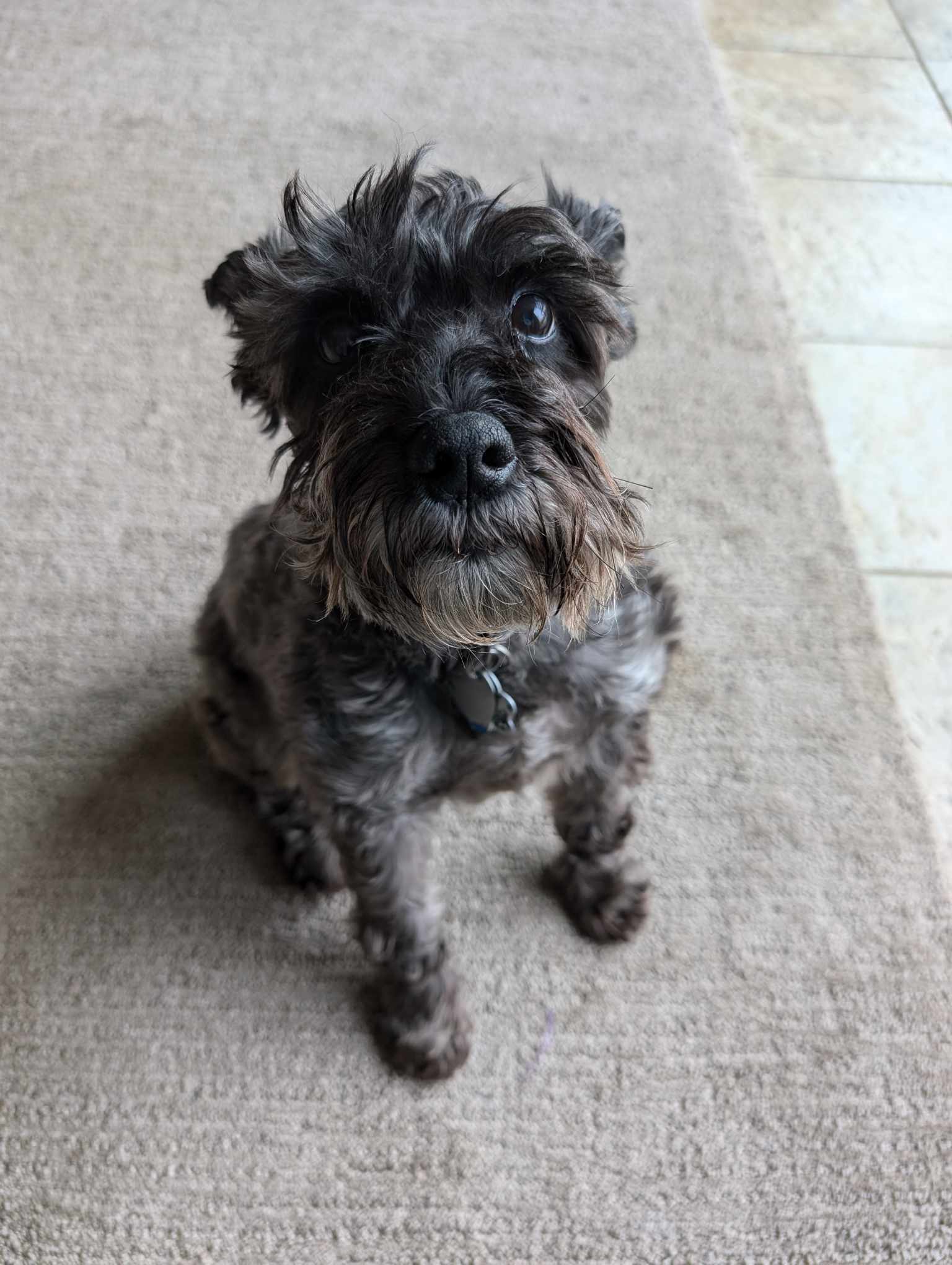 Isabella S, an adoptable Schnauzer in Ashville, OH, 43103 | Photo Image 3