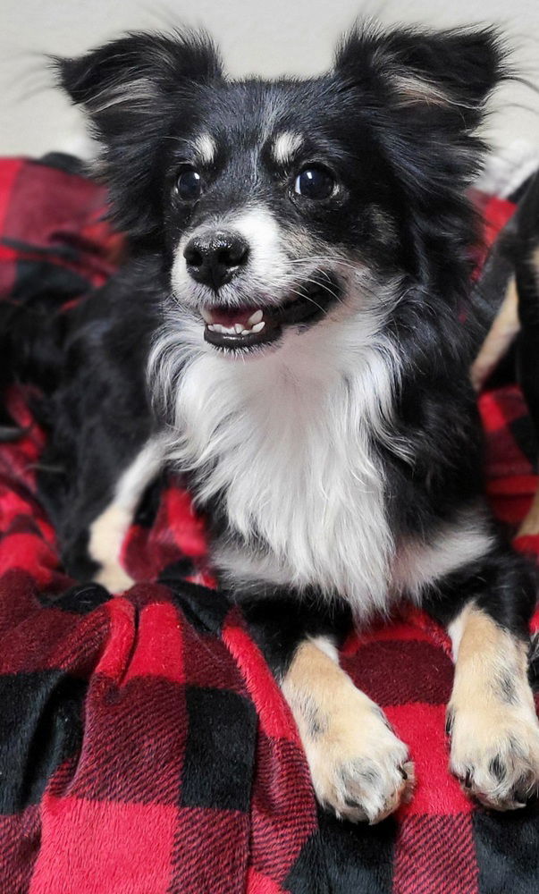 Papi, an adoptable Chihuahua, Papillon in Clear Lake, IA, 50428 | Photo Image 1