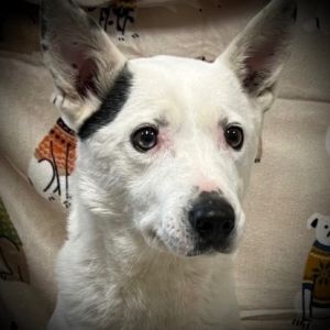 Boshi, Adult Male Australian Shepherd