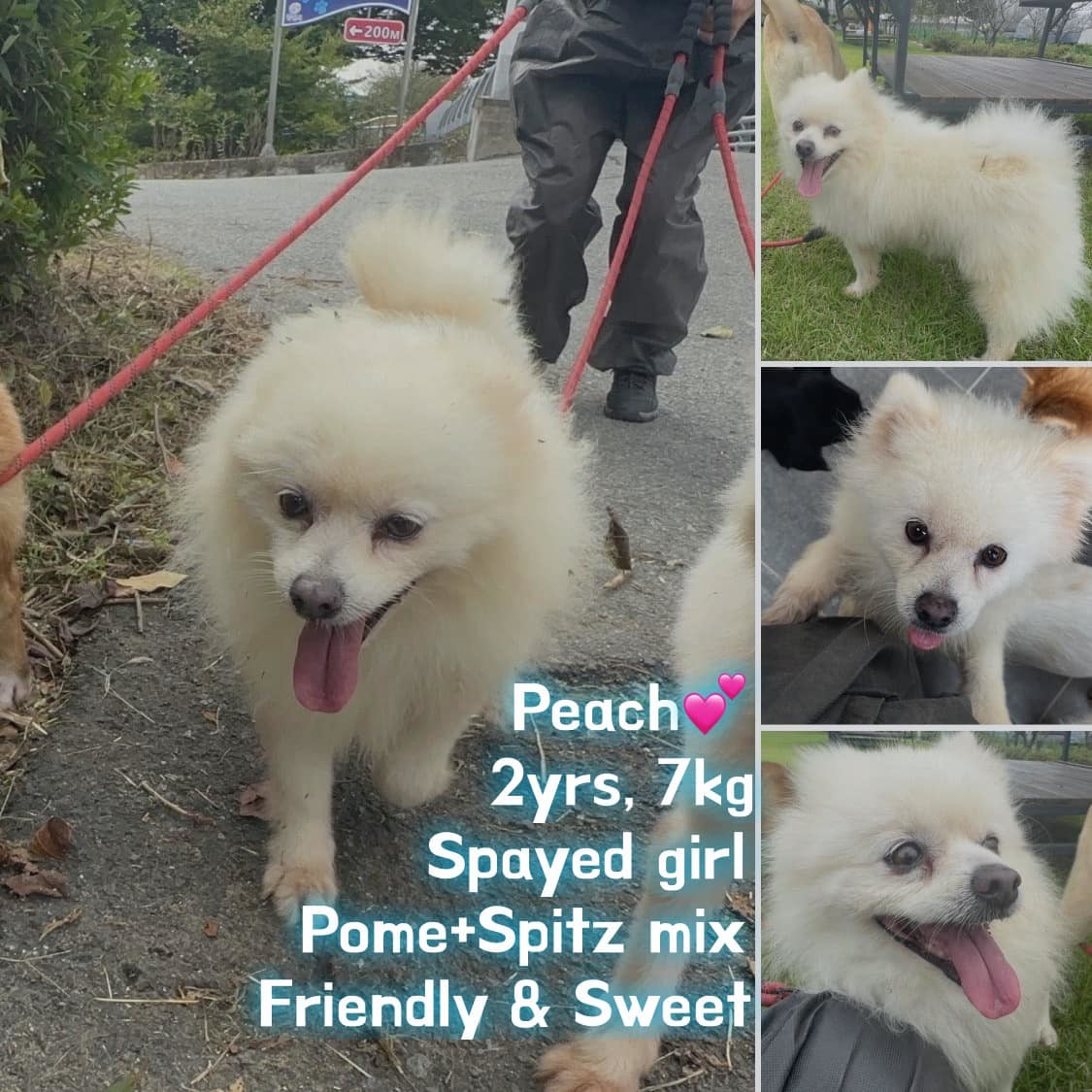 PEACH, an adoptable Pomeranian, Spitz in Agoura Hills, CA, 91301 | Photo Image 1