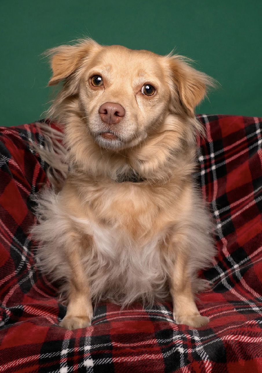 Jolly, an adoptable Papillon in Palo Alto, CA, 94306 | Photo Image 1