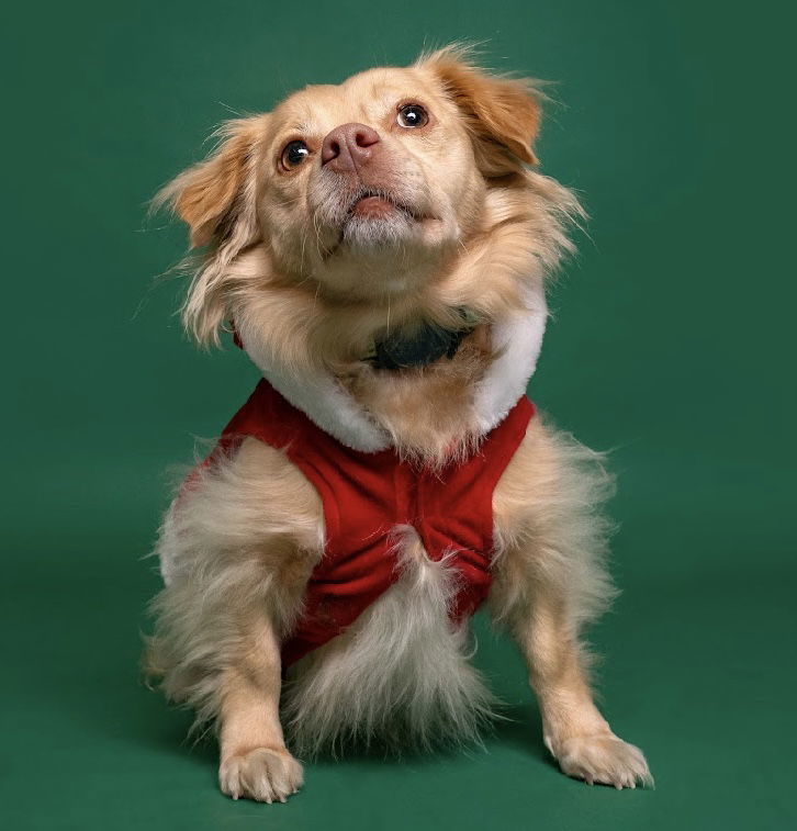 Jolly, an adoptable Papillon in Palo Alto, CA, 94306 | Photo Image 2