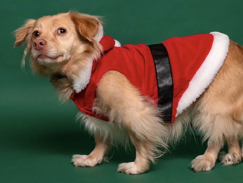 Jolly, an adoptable Papillon in Palo Alto, CA, 94306 | Photo Image 3