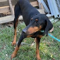 Freesia, Adult Female Doberman Pinscher