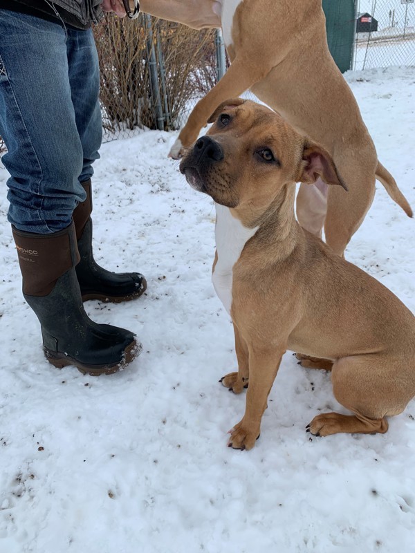 Daria, an adoptable Mixed Breed in Great Falls, MT, 59405 | Photo Image 1