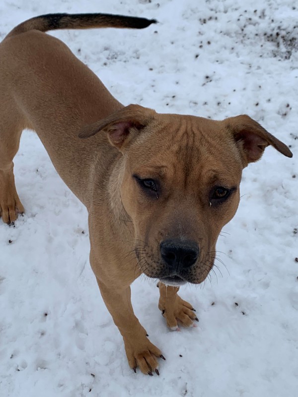 Daria, an adoptable Mixed Breed in Great Falls, MT, 59405 | Photo Image 2