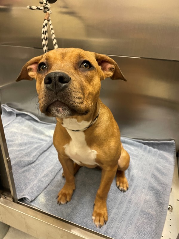 Daria, an adoptable Mixed Breed in Great Falls, MT, 59405 | Photo Image 3