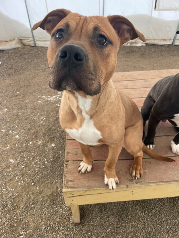 Dodge, an adoptable Mixed Breed in Great Falls, MT, 59405 | Photo Image 1