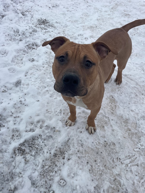Dodge, an adoptable Mixed Breed in Great Falls, MT, 59405 | Photo Image 2