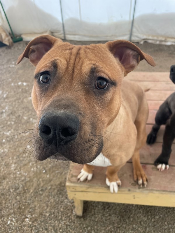Dodge, an adoptable Mixed Breed in Great Falls, MT, 59405 | Photo Image 3