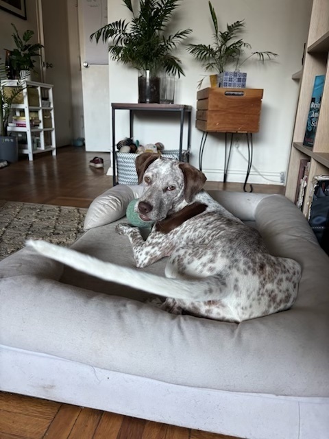 Pup Paige