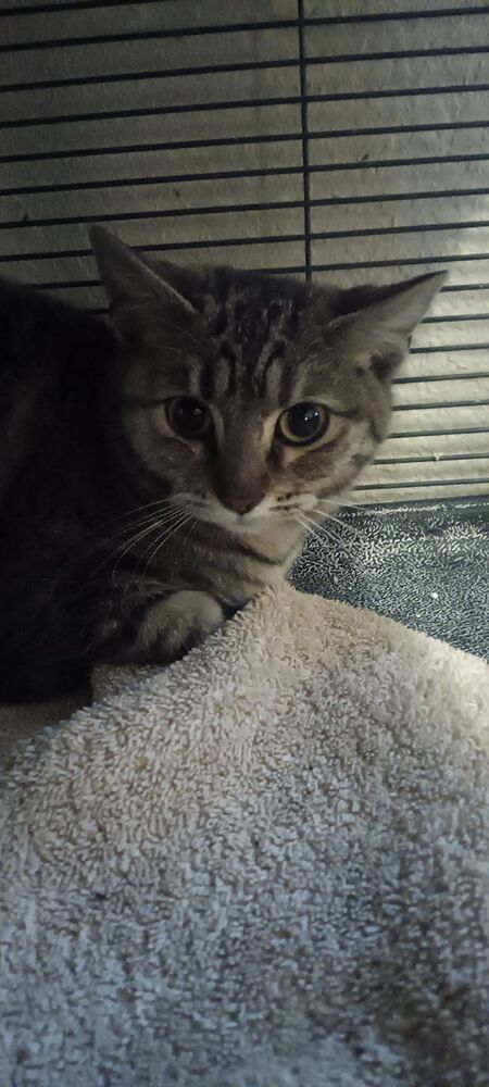 Miss Tabby