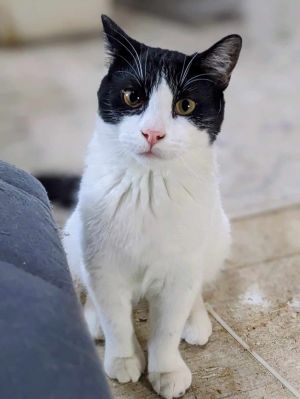 Comet, Adult Male unknown