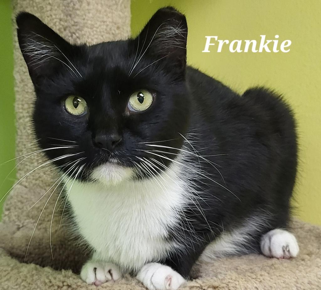 Frankie