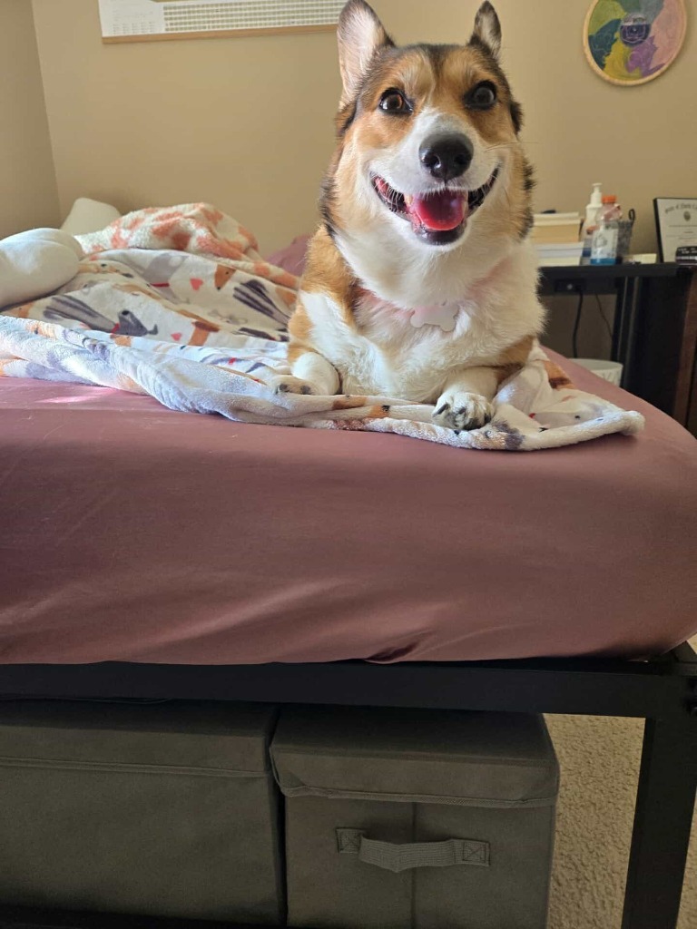 Maple