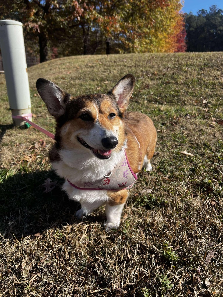 Maple