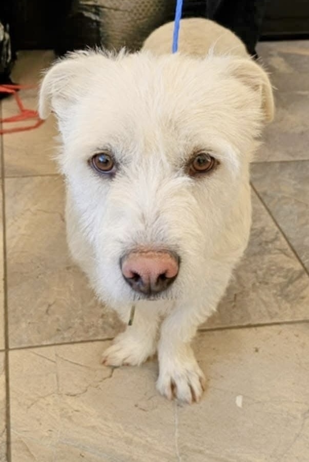 Teddy, an adoptable West Highland White Terrier / Westie, Corgi in Herriman, UT, 84096 | Photo Image 1