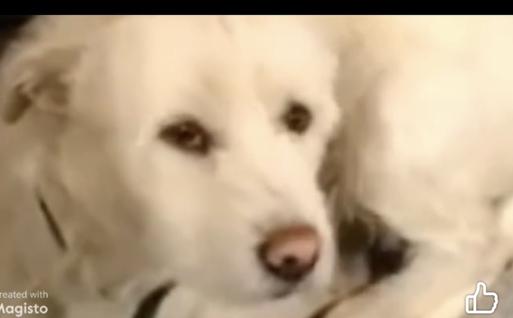 Teddy, an adoptable West Highland White Terrier / Westie, Corgi in Herriman, UT, 84096 | Photo Image 2