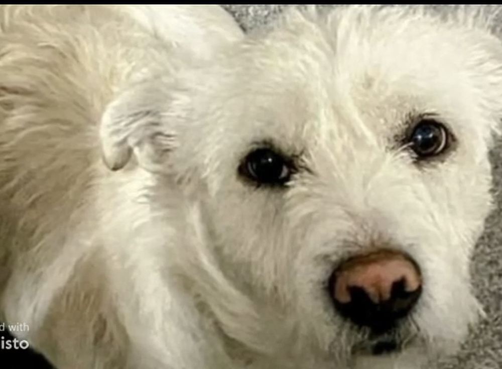 Teddy, an adoptable West Highland White Terrier / Westie, Corgi in Herriman, UT, 84096 | Photo Image 3