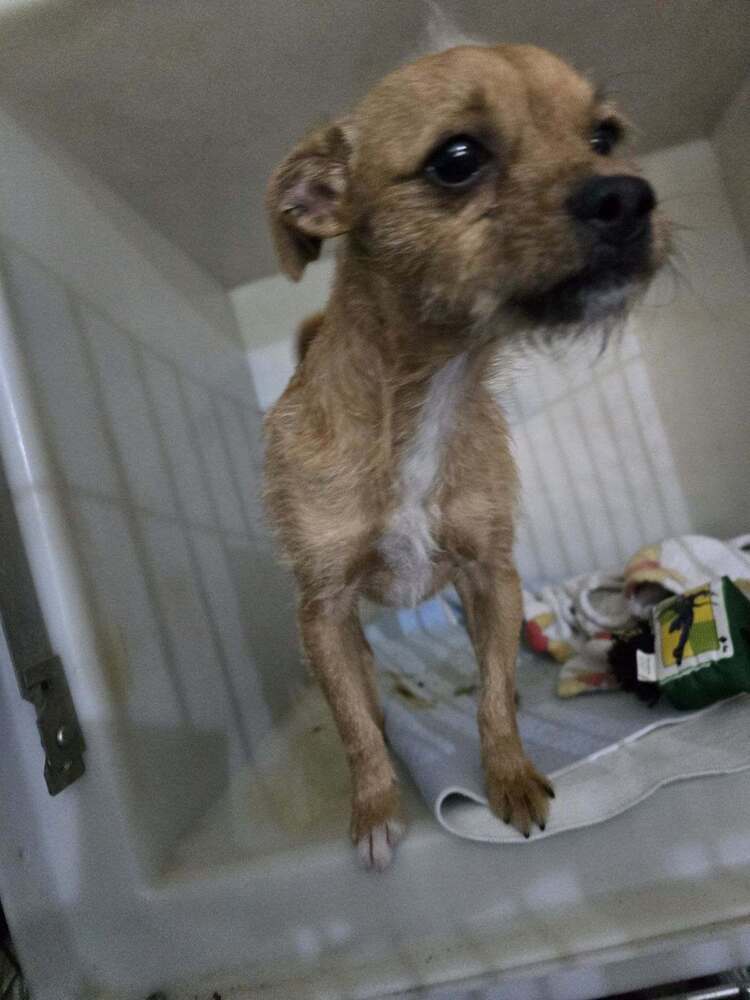 Dan, an adoptable Terrier in Herriman, UT, 84096 | Photo Image 1