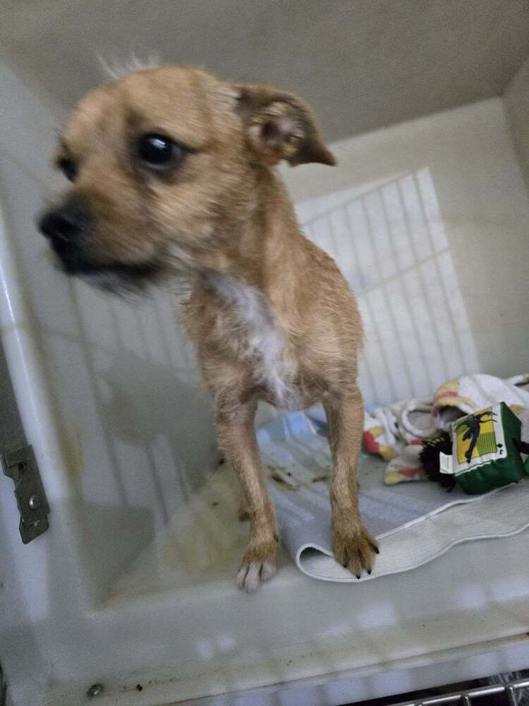 Dan, an adoptable Terrier in Herriman, UT, 84096 | Photo Image 2