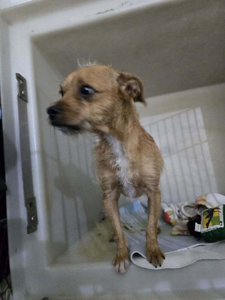 Dan, an adoptable Terrier in Herriman, UT, 84096 | Photo Image 3