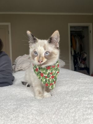 Pacifica cat hotsell