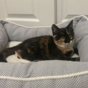 Cats for Adoption Near Pacifica CA Petfinder