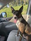 Scrappy photo 1