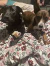 Scrappy photo 3
