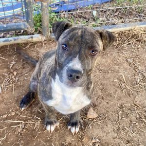 Niko is a sweet and energetic 5-month-old pup full of potential While hes still learning the rope