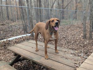 Meet Kaya a beautiful red hound who has brought so much joy to our lives Born on March 10 2022
